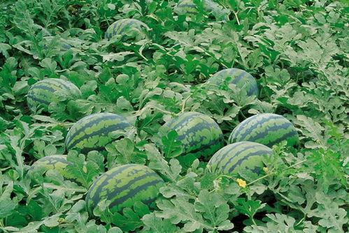 阳江网红吃瓜群微信