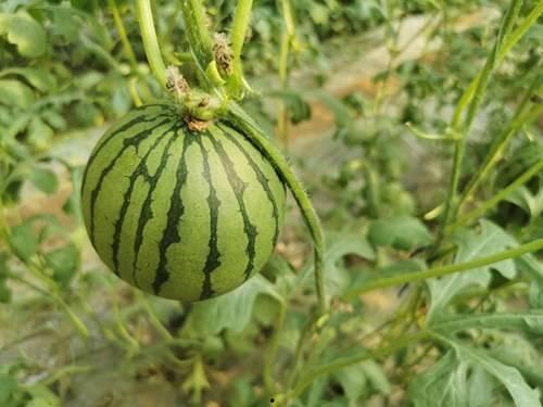 东北网红吃瓜什么歌