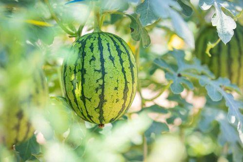 吃瓜群最新官网地址